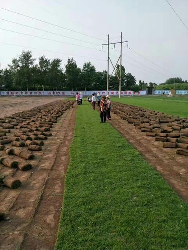 邯郸正规的混播草坪基地直销
