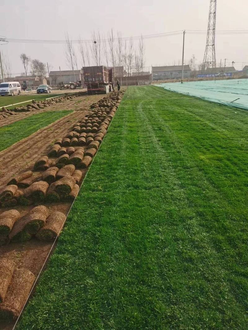 威海福荣草坪种植基地案例展示