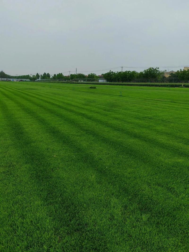 上海混播草坪基地哪家好