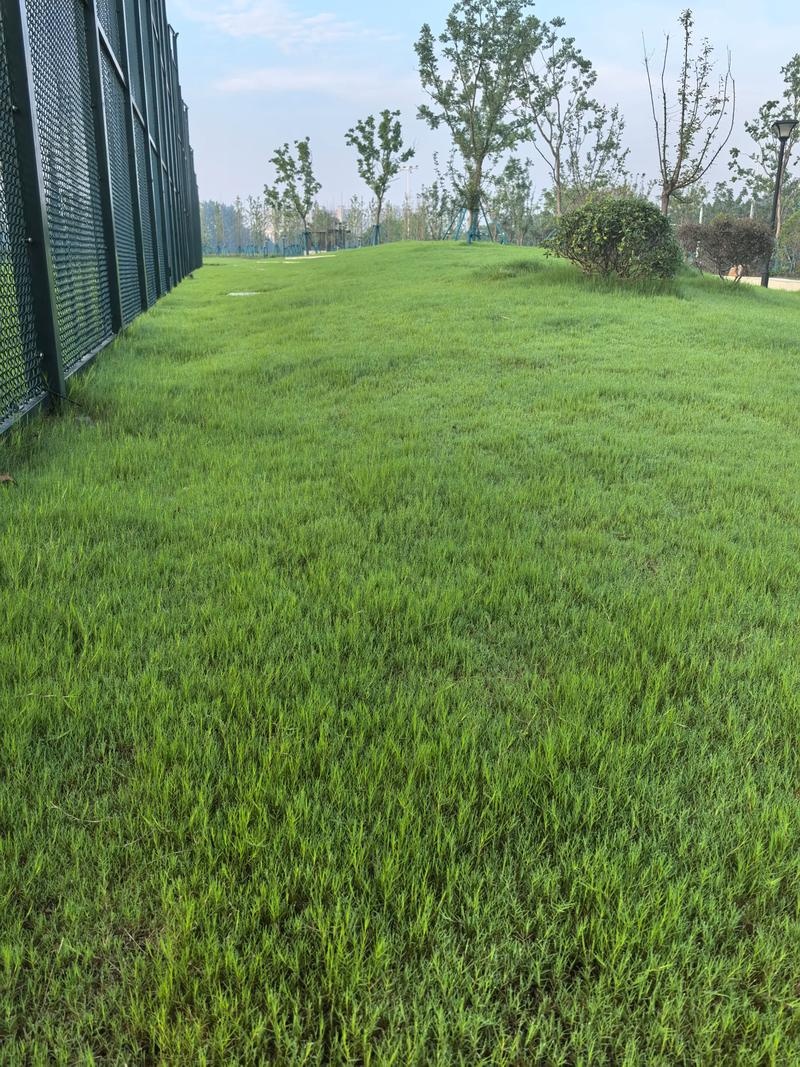 石家庄靠谱的草坪基地哪家可靠
