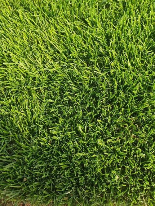 威海福荣草坪种植基地草坪基地实拍