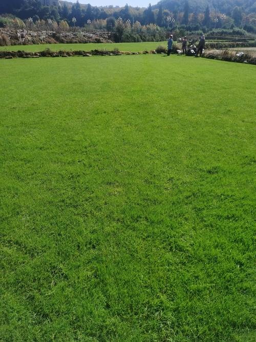 威海福荣草坪种植基地实力展示