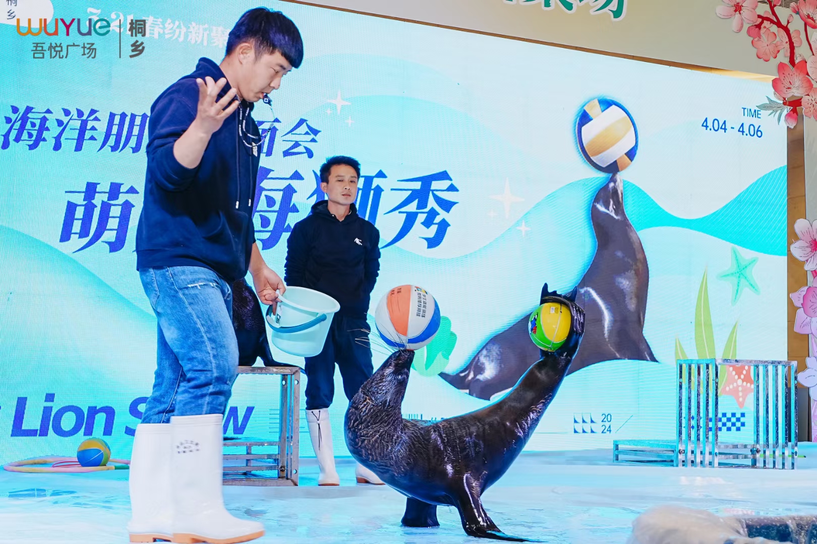 河南洛阳鹦鹉表演团队联系方式