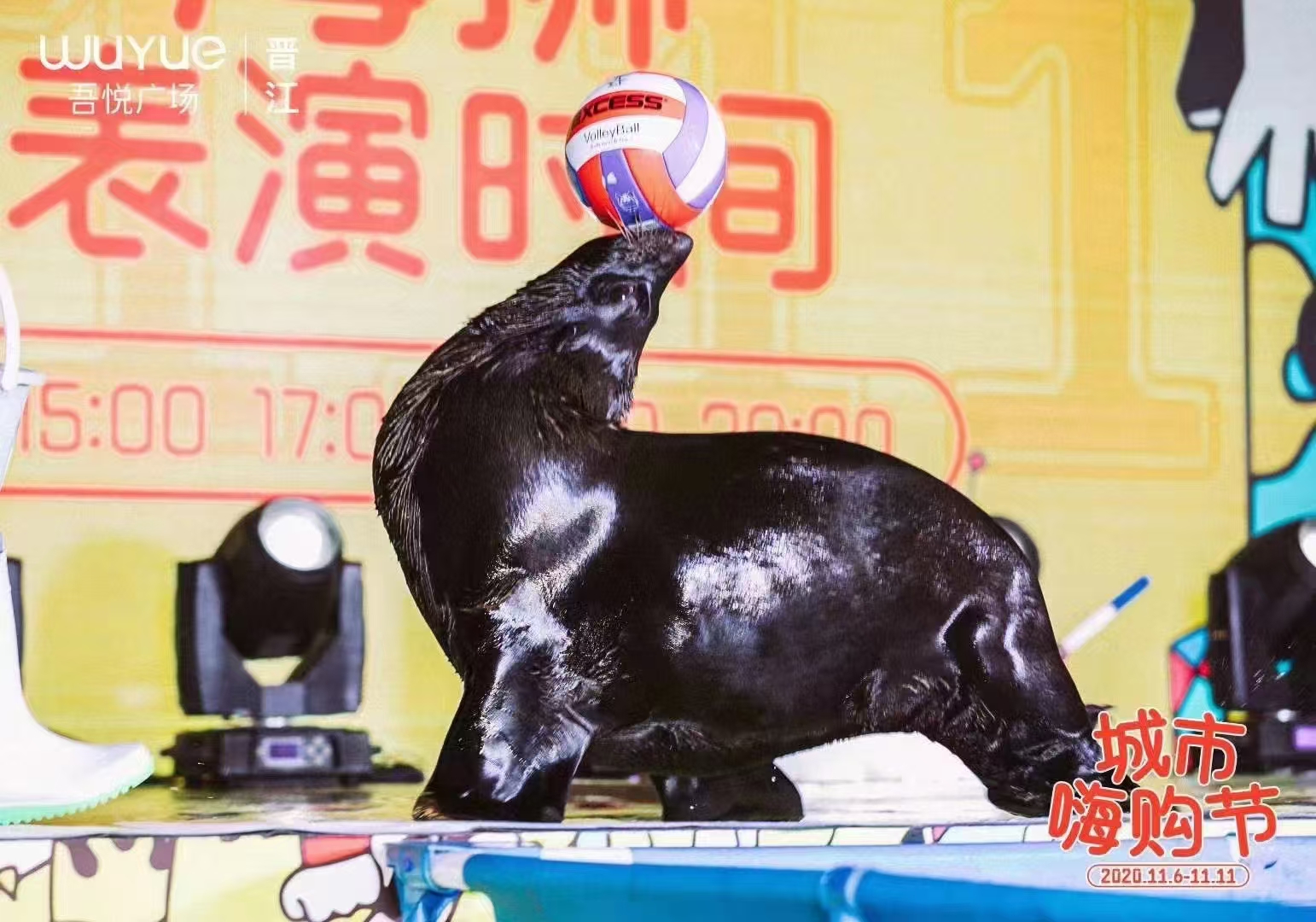 河北邯郸矮马出售厂家