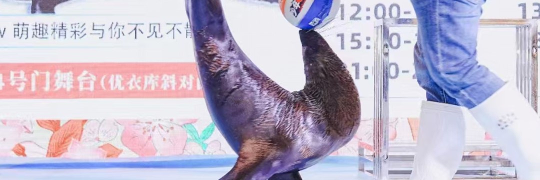 山西晋城寒带企鹅出租租赁厂家