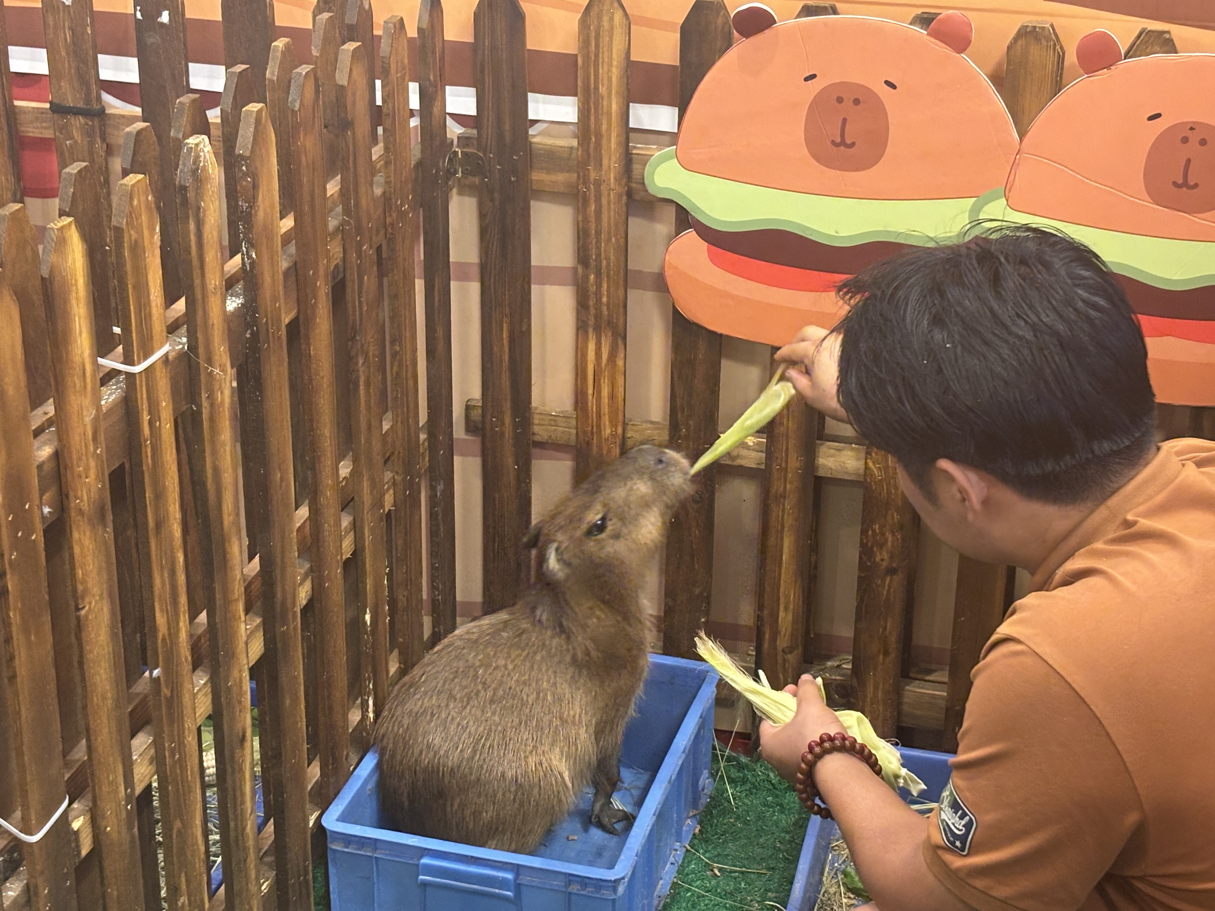 河南南阳矮马出售厂家