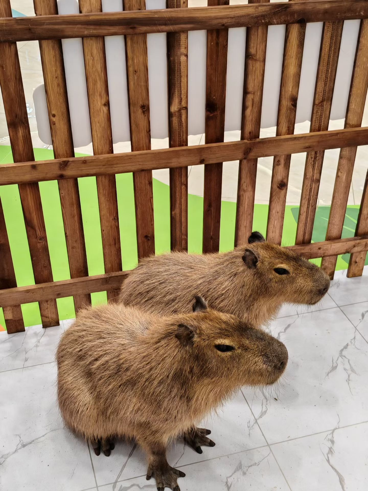 河南郑州矮马出售厂家