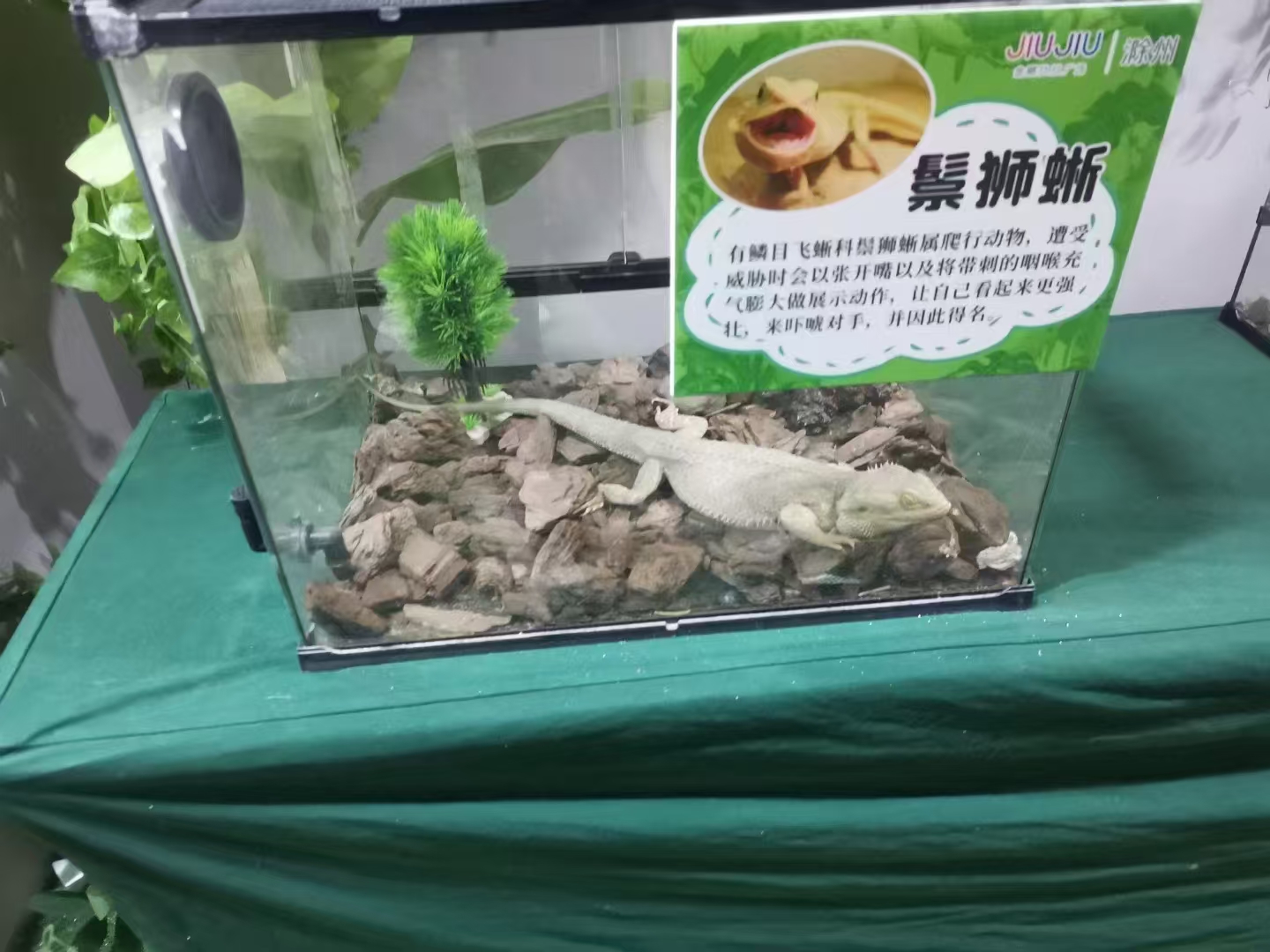 山西长治矮马出售厂家