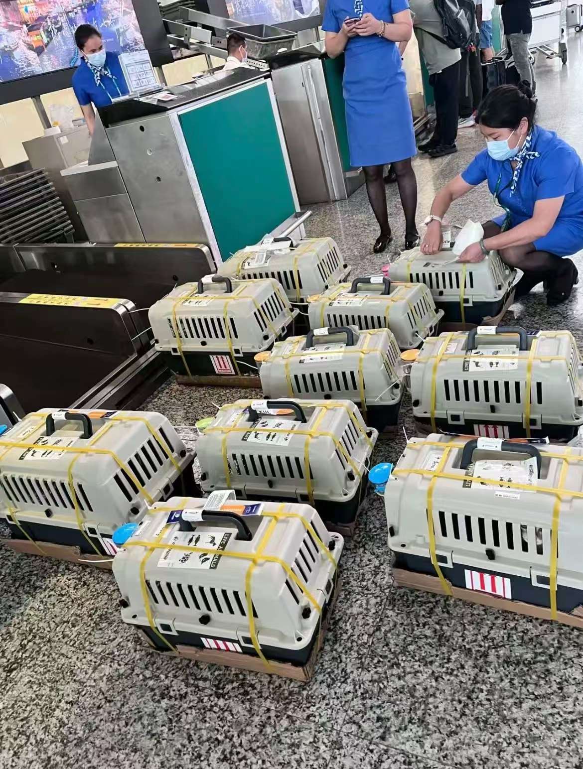海东地宠乐萌宠物托运宠物运输实拍