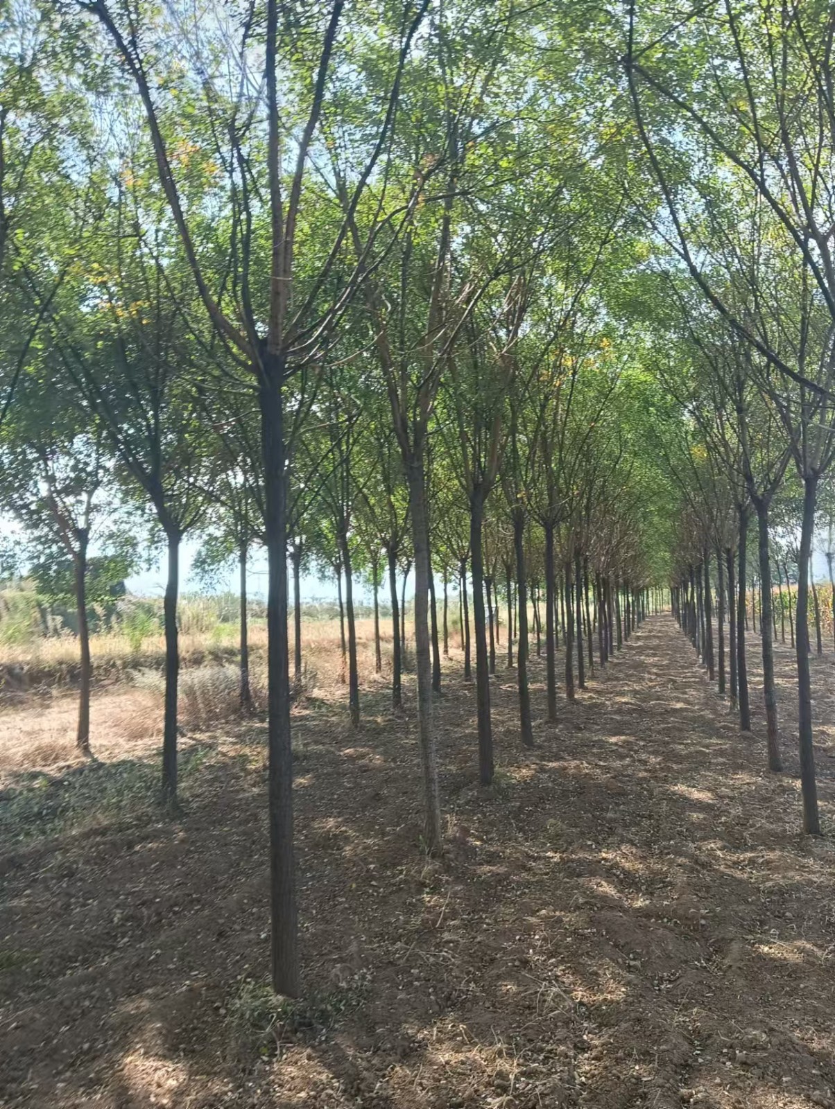 台前逸景苗木基地酸枣苗基地案例图片