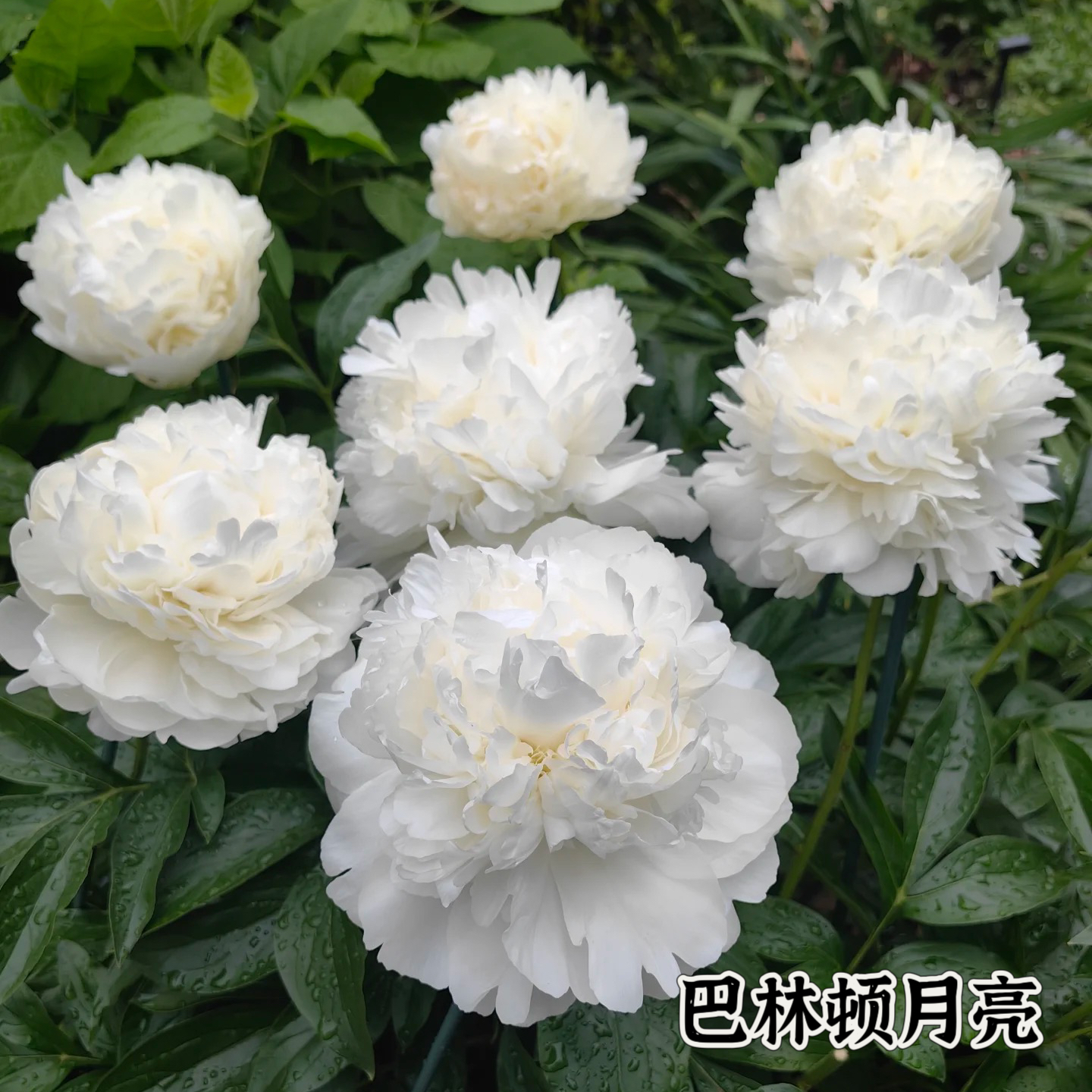 滦南昊宇园艺昊宇园艺车间实拍