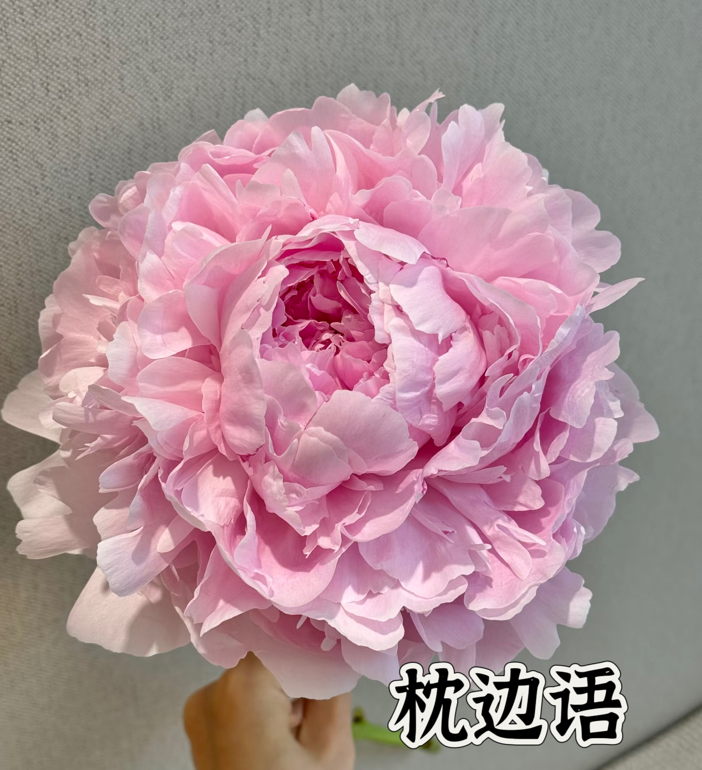 滦南昊宇园艺芍药鲜切花基地案例图片