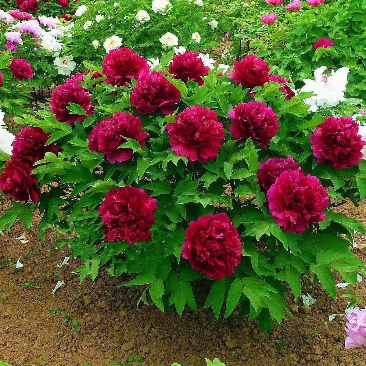 滦南昊宇园艺芍药鲜切花基地展示