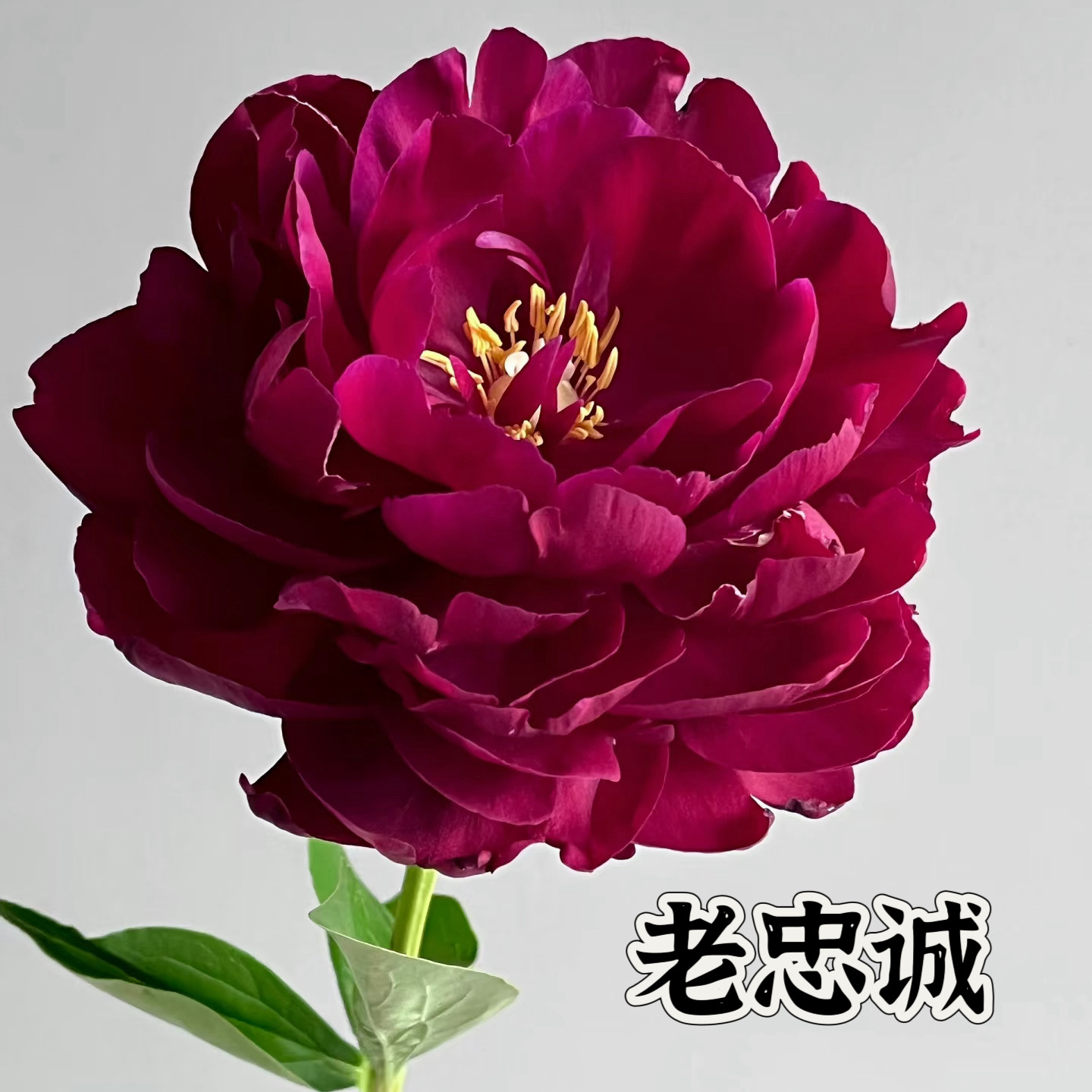 滦南昊宇园艺进口芍药苗基地实拍