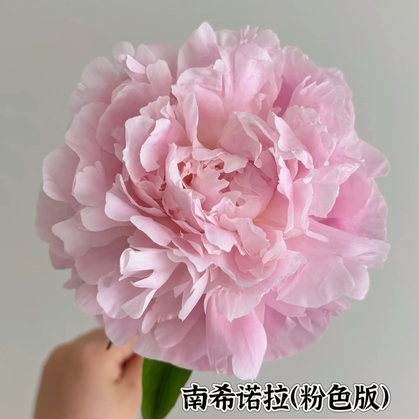滦南昊宇园艺观赏芍药苗源头基地展示