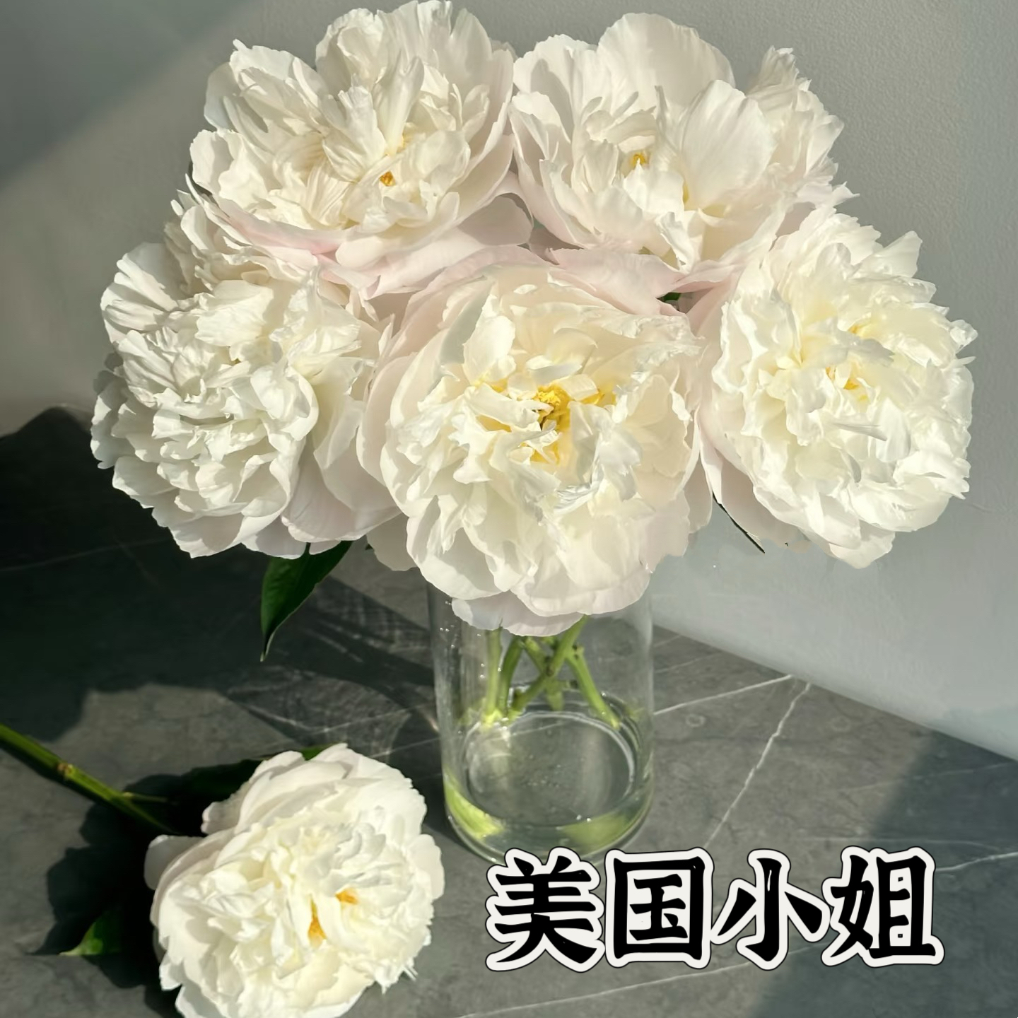 滦南昊宇园艺进口芍药苗基地展示