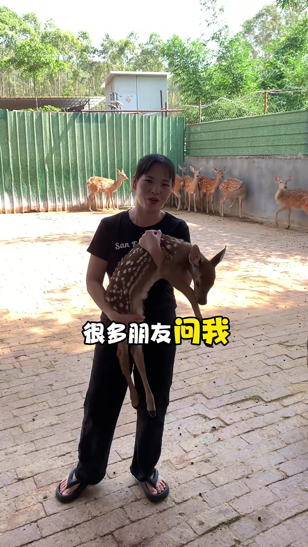 洛阳宠物养展览哪家品质好