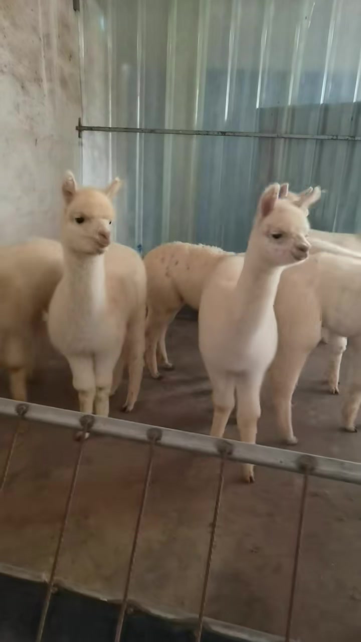 广东潮州竹节式塑料波纹管怎么样
