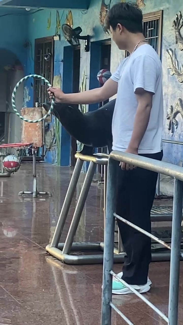 承德宠物羊出租公司