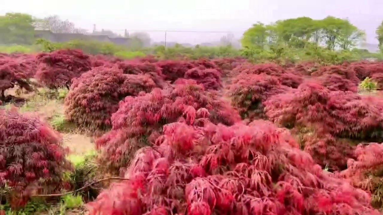 青岛异地购车托运服务电话