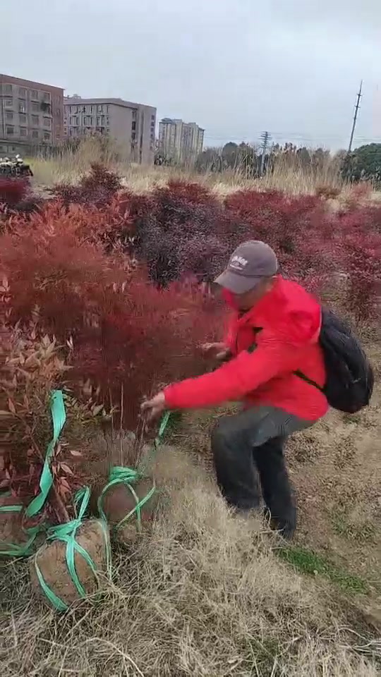 天津洋葱去皮机联系方式