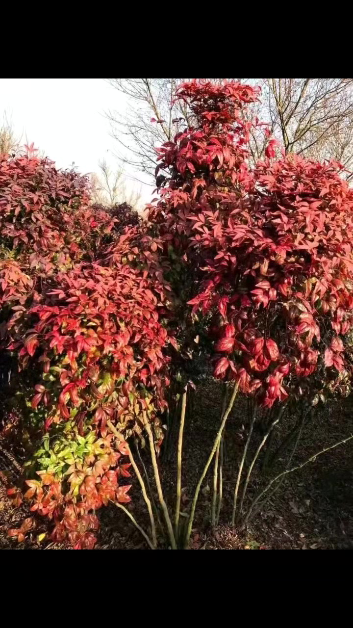 天津洋葱去皮机联系方式