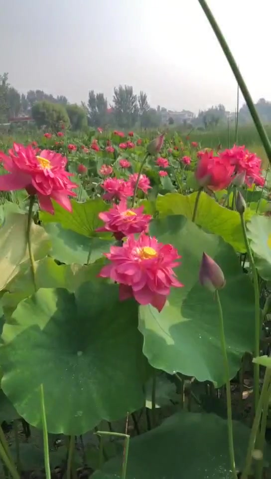湖北黄石养殖地网厂家