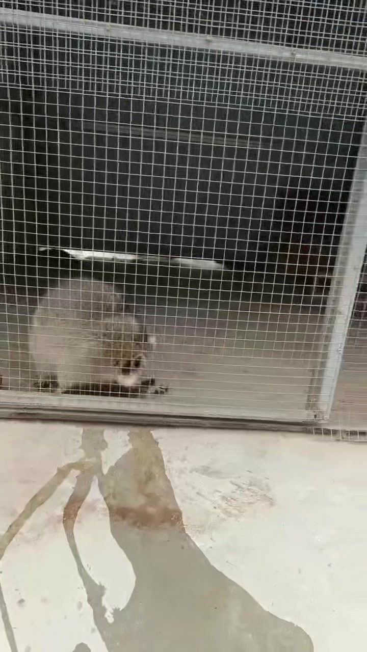 重庆黔江驴苗有哪些