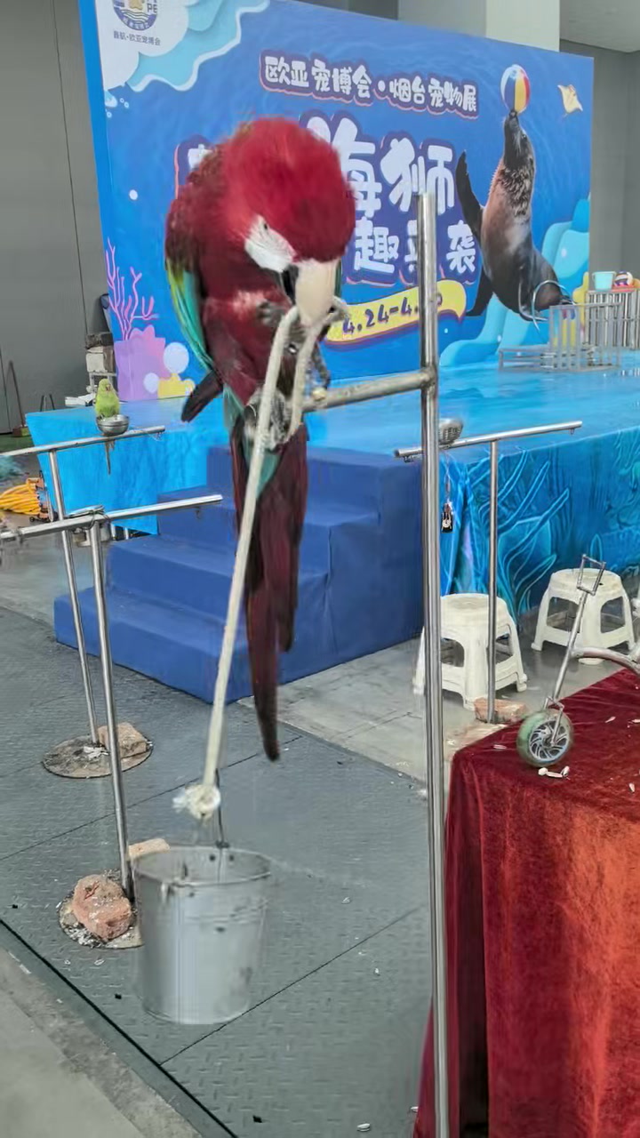 石家庄美国红枫树小苗联系方式