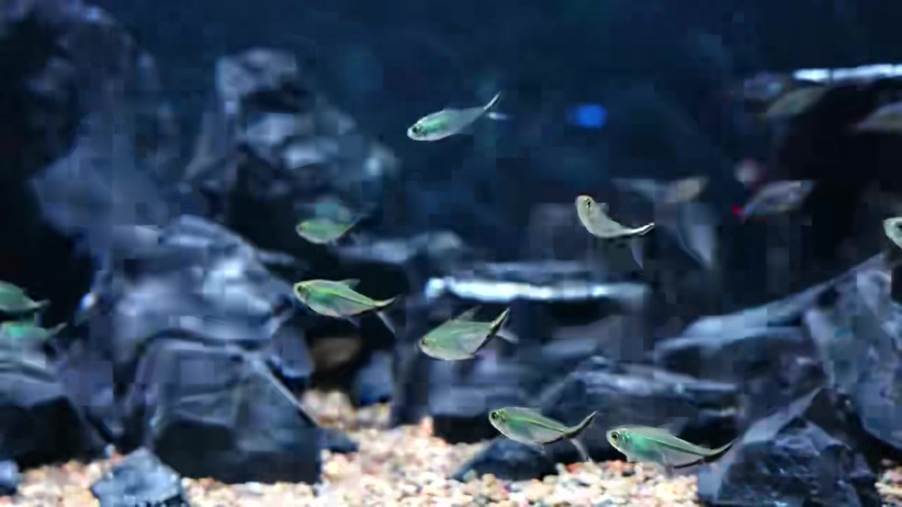 鹤山区一千多的溪流缸